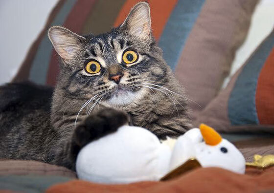 世俱杯直播-_凯尔特人高效防守，零封对手表现亮眼_，凯尔特人的防守