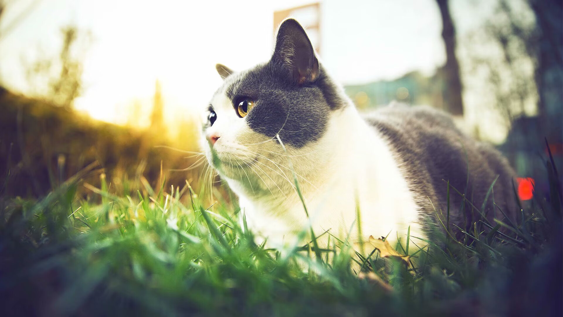 FIFA Club World Cup-“法甲赛场硝烟弥漫,豪门鏖战正酣”,法甲参赛球队