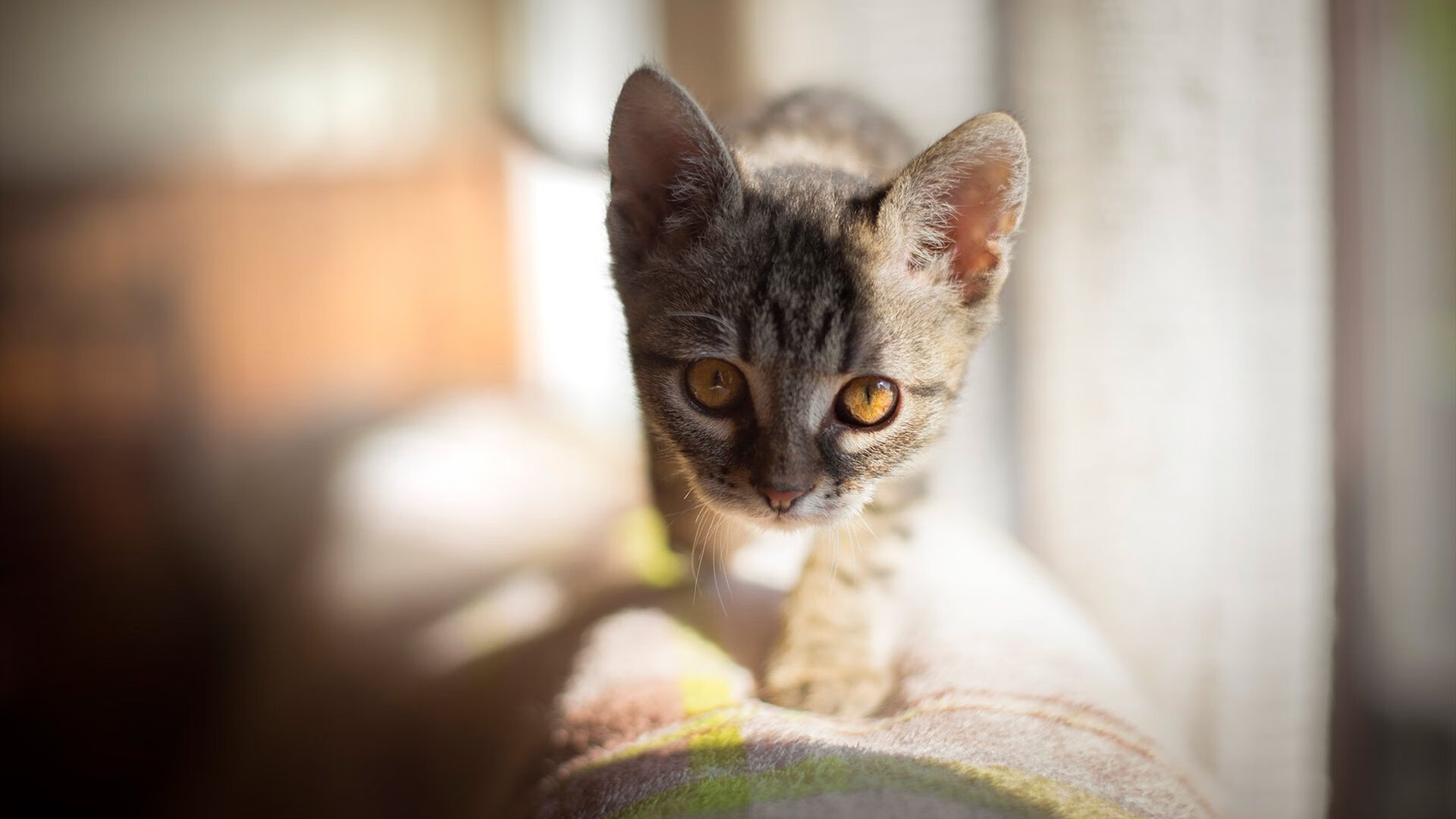 世俱杯对阵表-未来“足球新星”崭露头角，欧冠舞台的潜力股，欧冠角色