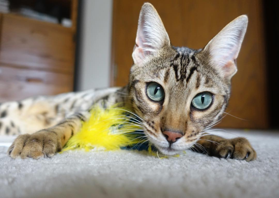 世俱杯官方-Cloud9强势锁定世界赛席位，cloud9冠军