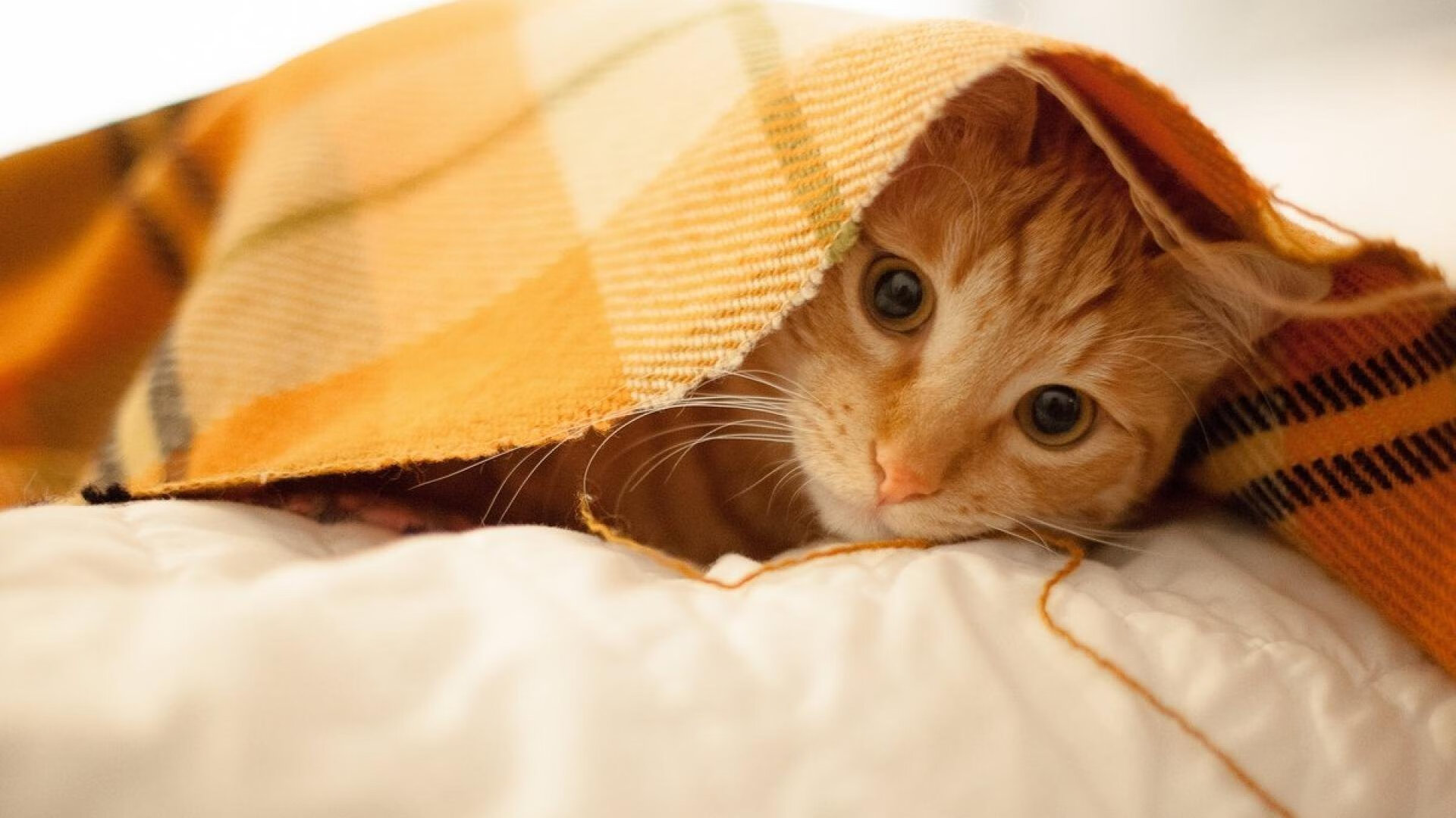 2025足球世俱杯官网-东南亚盃:各队志在夺魁为国争光,东南亚锦标赛足球