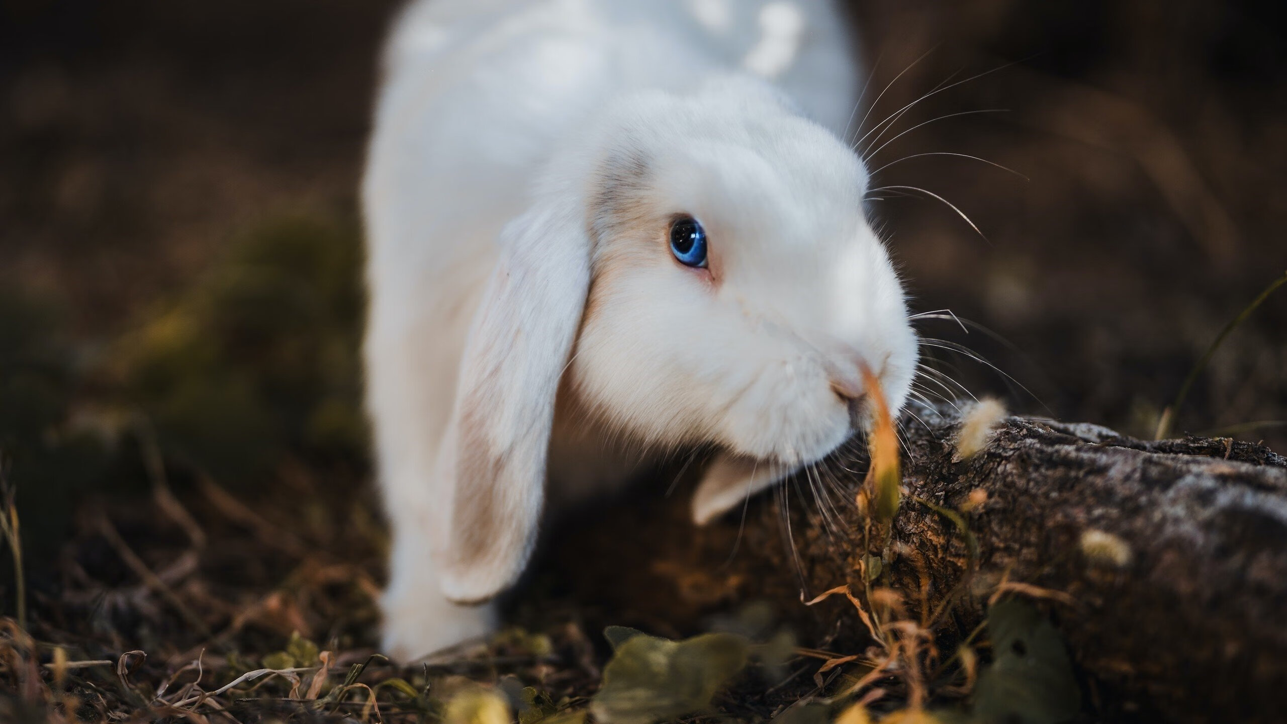 世俱杯比赛视频在线观看-中超联赛武汉卓尔宣布换帅，中超武汉卓尔最新引援
