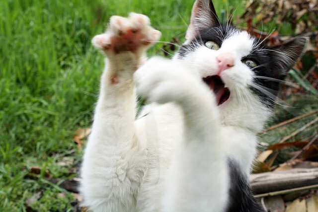 世俱杯官网-冠军之争残酷非常，偶然性和必然性并存，最终胜者尚难预料！，冠军争夺