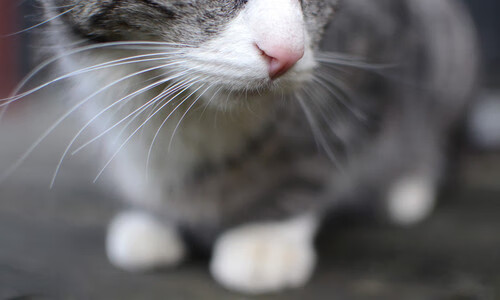 足球世俱杯-土耳其队在国际赛场上崭露头角,一路高歌,土耳其队员