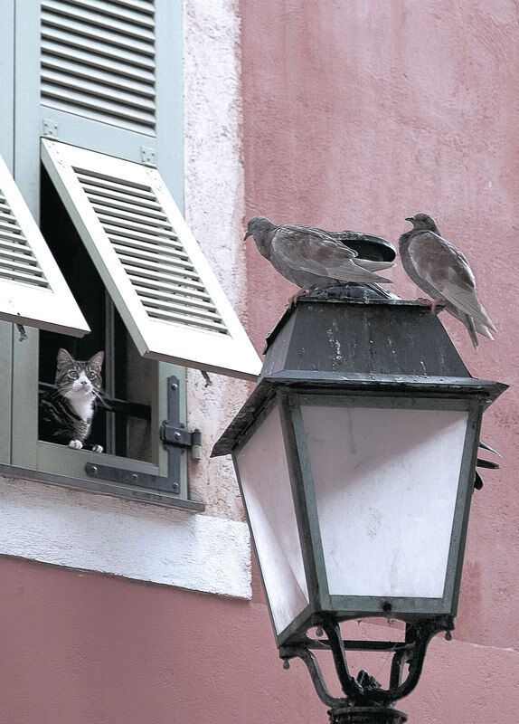 世俱杯决赛-曼城主场力克布莱顿,重回胜轨,曼城和布莱顿比分预测